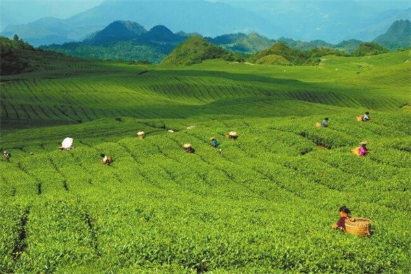 松蘿有機(jī)茶葉加盟