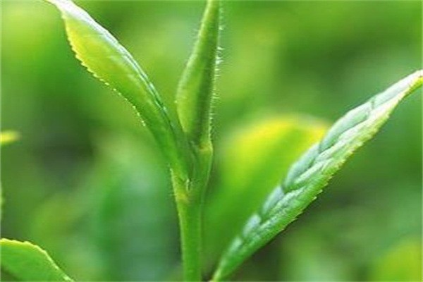 馨怡茶坊加盟