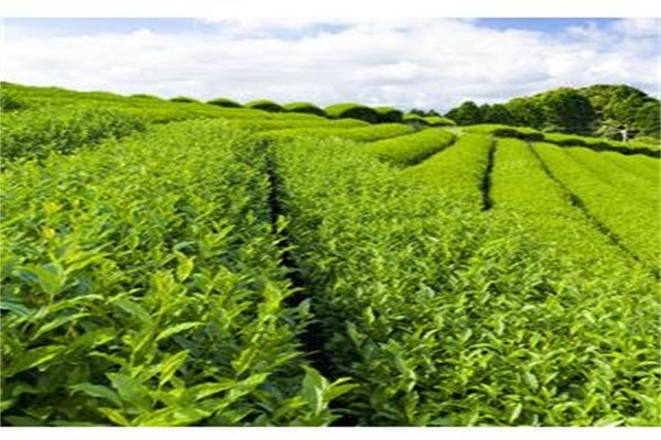 新茶園茶葉加盟