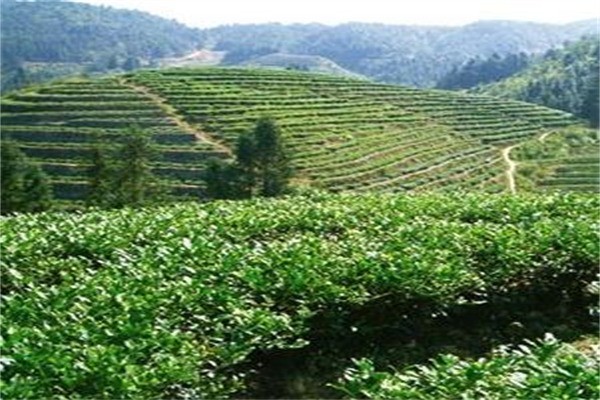 新茶園茶葉加盟