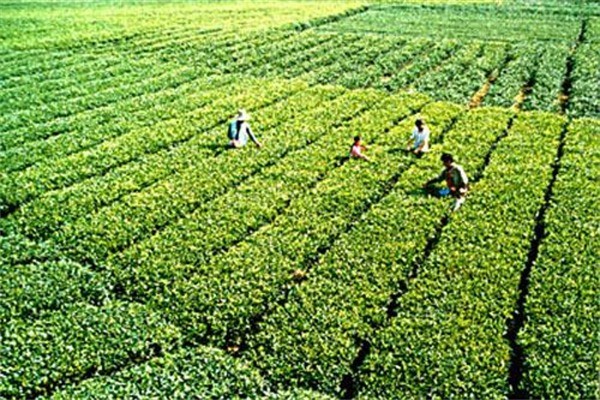 天龍茶葉加盟