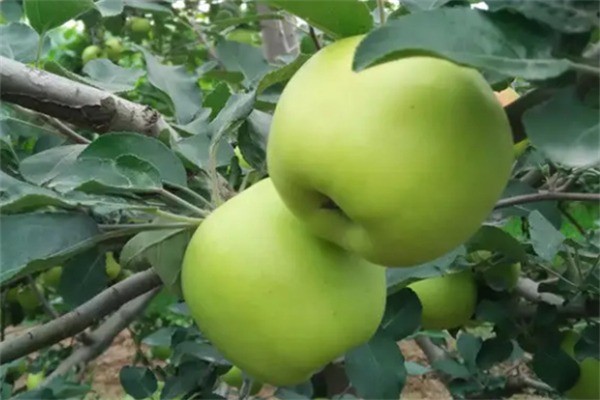 皇家鮮果加盟