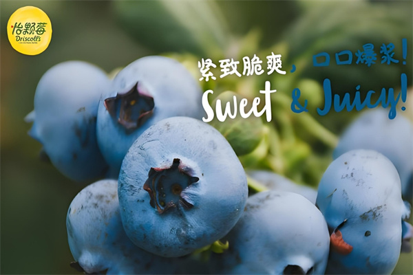 Driscoll's 怡顆莓加盟