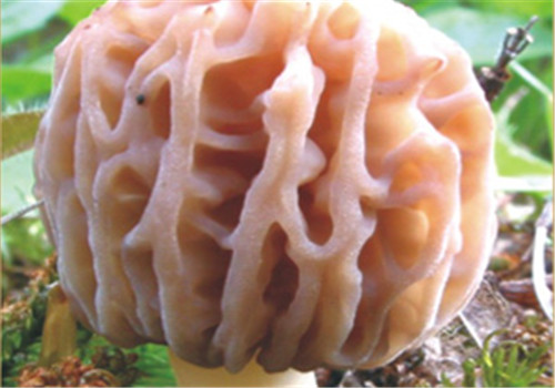 吉老實(shí)