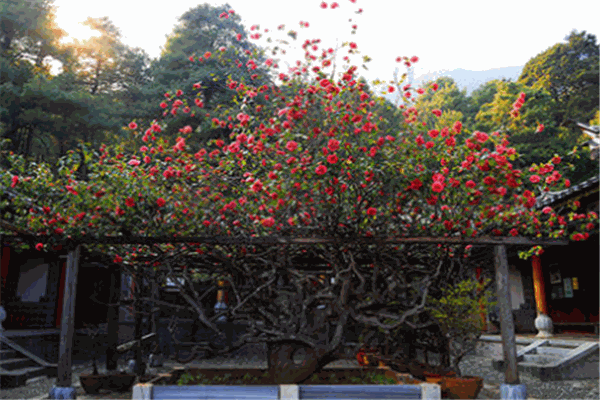 萬(wàn)朵山茶