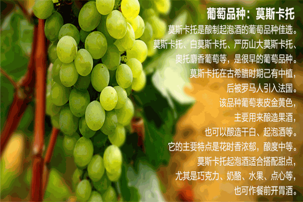 CASTEL洣瑞葡萄酒加盟