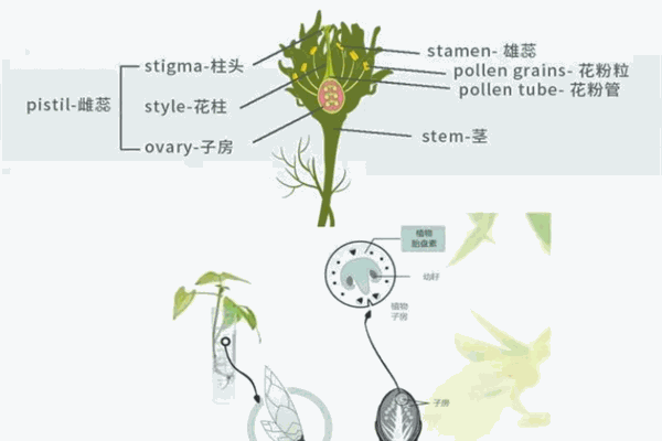 植物胎盤素護膚品加盟