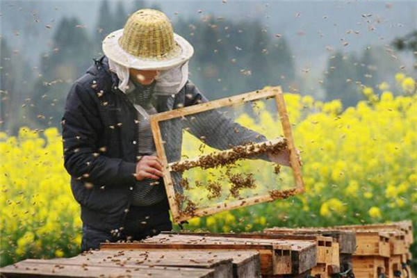 順昌蜂業(yè)