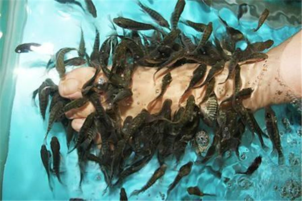 親吻魚足療加盟
