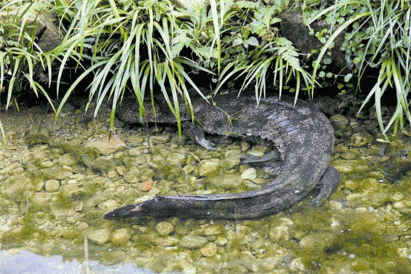 興農(nóng)大鯢娃娃魚養(yǎng)殖