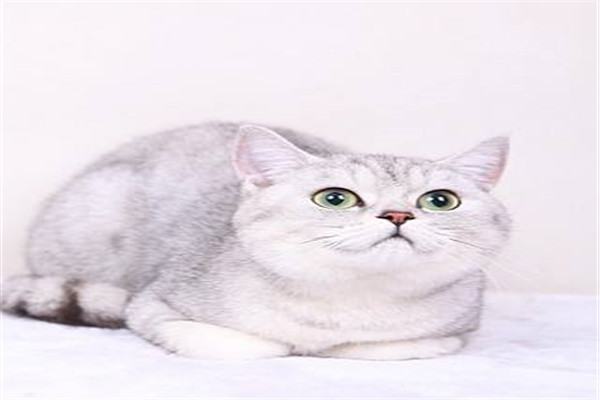 妙奇數(shù)碼攝影加盟
