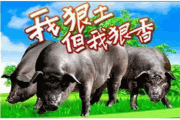 壹號土豬