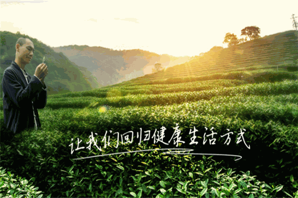 一葉一世界藏茶素火鍋加盟