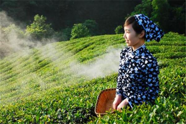本味茶業(yè)加盟