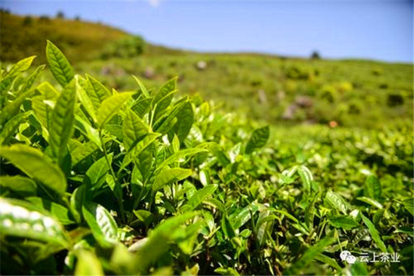 本味茶業(yè)加盟