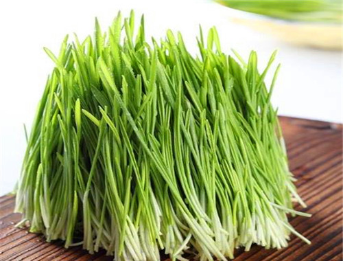 爽舌尖芽苗菜加盟