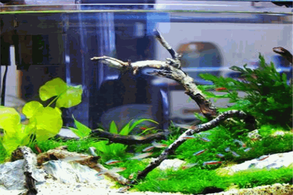 阿凡達生態(tài)魚缸加盟