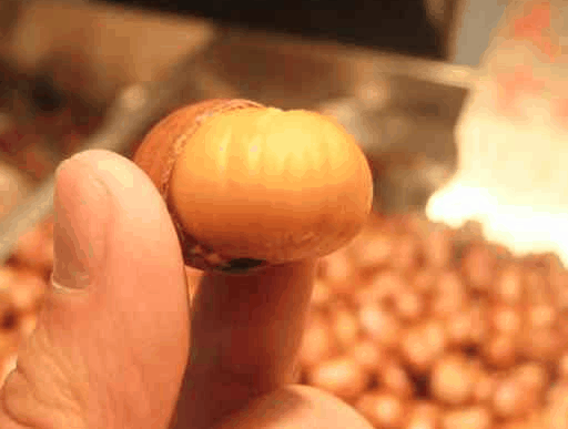 天瑞板栗