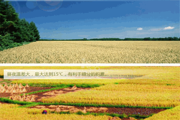 十月稻田
