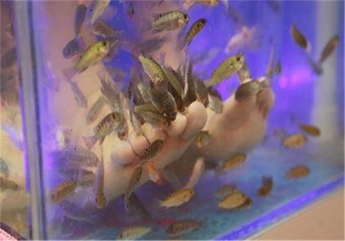 魚兒樂(lè)魚療館加盟