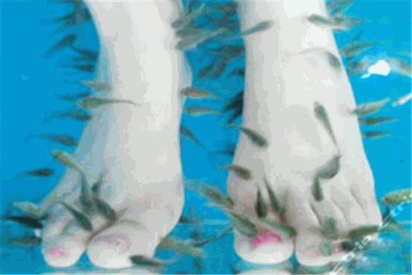 魚之吻魚療養(yǎng)生館加盟