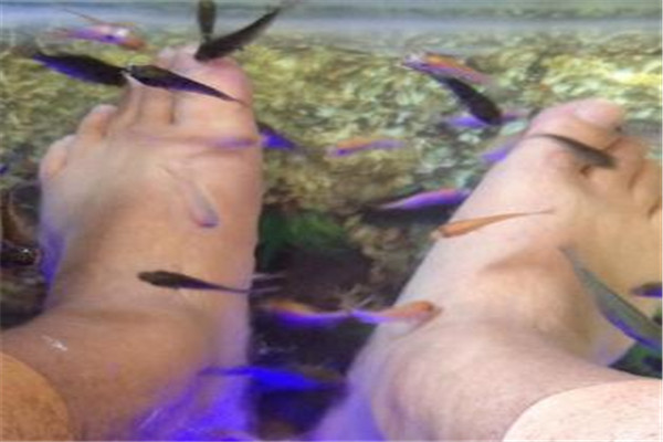 親親按摩魚加盟