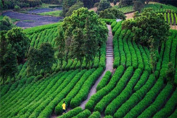 萌馨茶業(yè)加盟