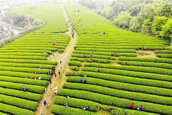 萌馨茶業(yè)加盟
