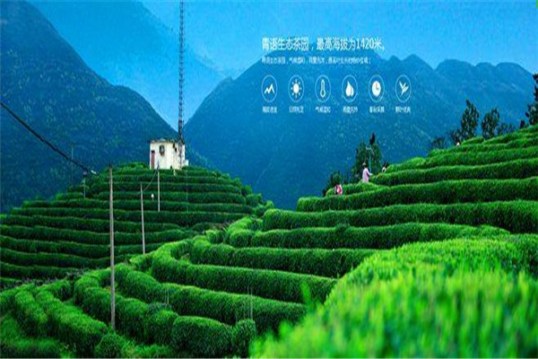 萌馨茶業(yè)加盟
