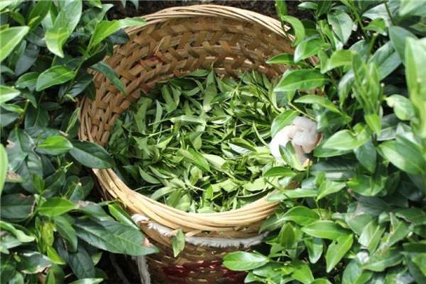 新林玉露茶葉加盟