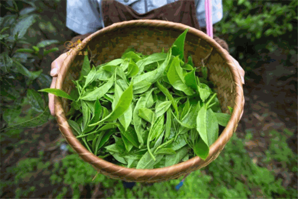獅井茶葉加盟