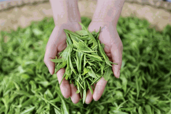 白云高山茶業(yè)加盟