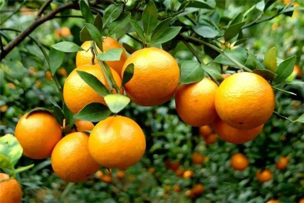 信惠農(nóng)產(chǎn)品加盟