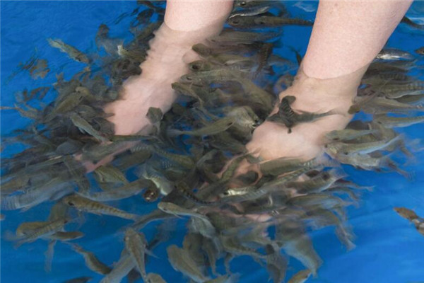 足療魚(yú)加盟
