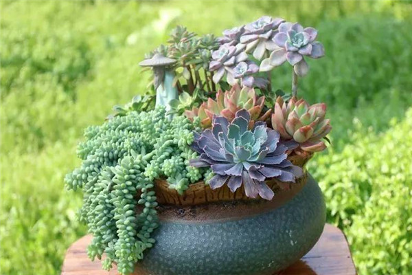 本草花卉多肉多小站