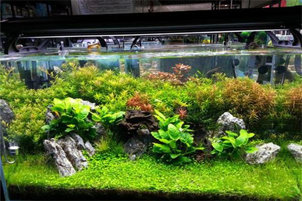 精創(chuàng)水族館加盟