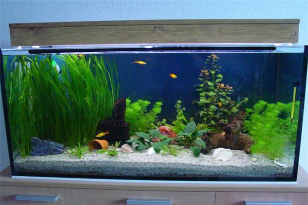 精創(chuàng)水族館加盟
