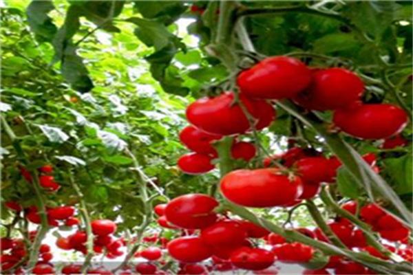 中農(nóng)共信有機(jī)瓜菜工廠