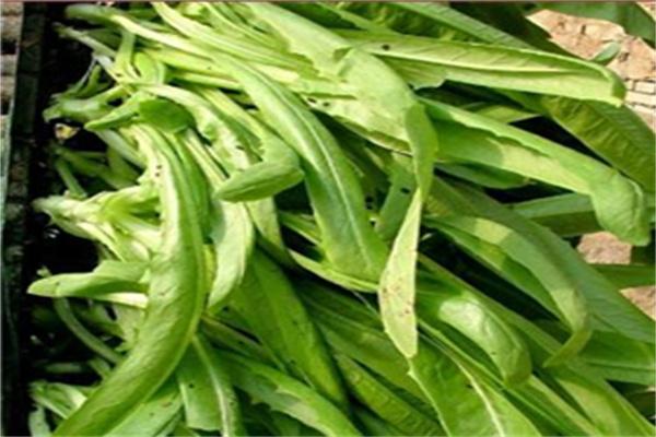 中農(nóng)共信有機(jī)瓜菜工廠