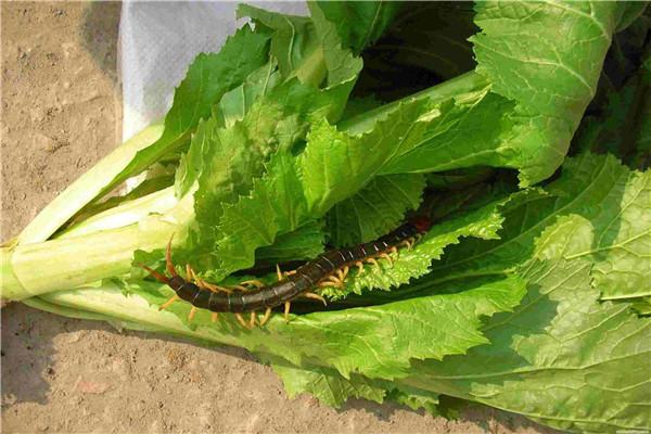 豐潤興農(nóng)生物工程加盟