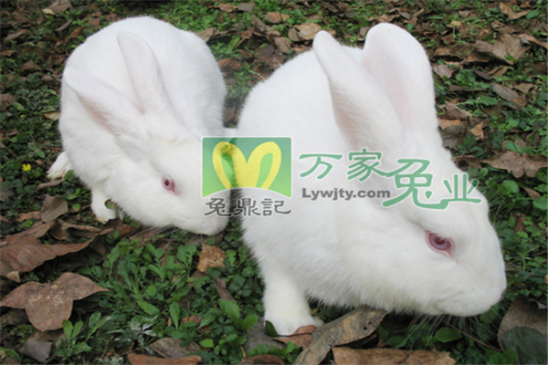 萬家兔業(yè)養(yǎng)殖加盟
