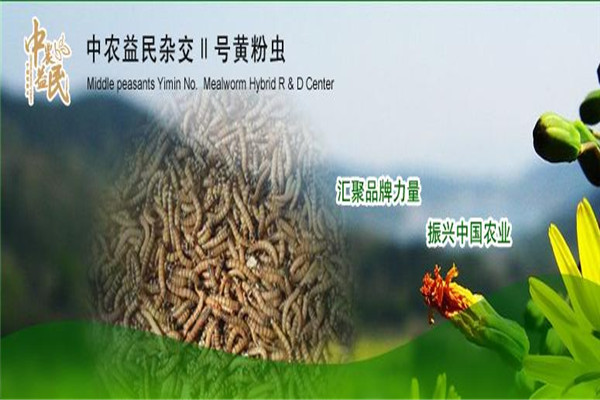 中農(nóng)益民II號黃粉蟲