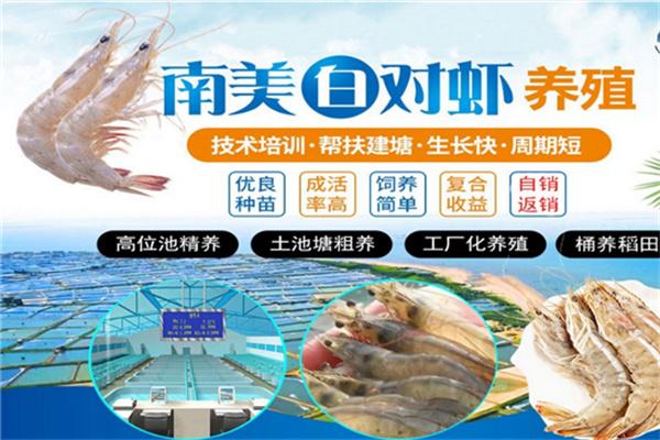 鮮流匯南美白對蝦養(yǎng)殖加盟