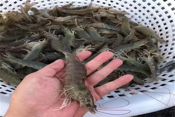 鮮流匯南美白對蝦養(yǎng)殖加盟