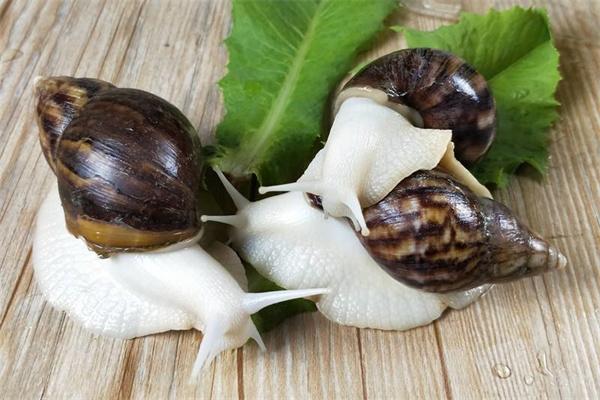 白玉10號(hào)蝸牛養(yǎng)殖加盟
