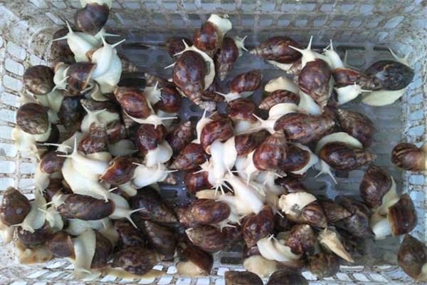 白玉10號(hào)蝸牛養(yǎng)殖加盟