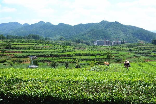 羽林茶葉加盟