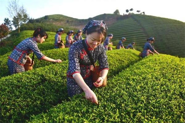 羽林茶葉加盟