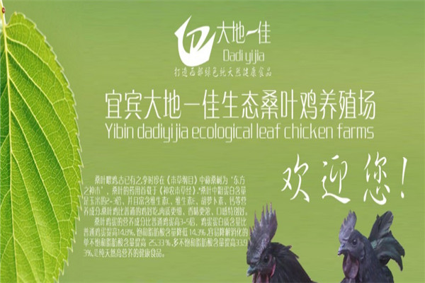 大地一佳桑葉雞養(yǎng)殖