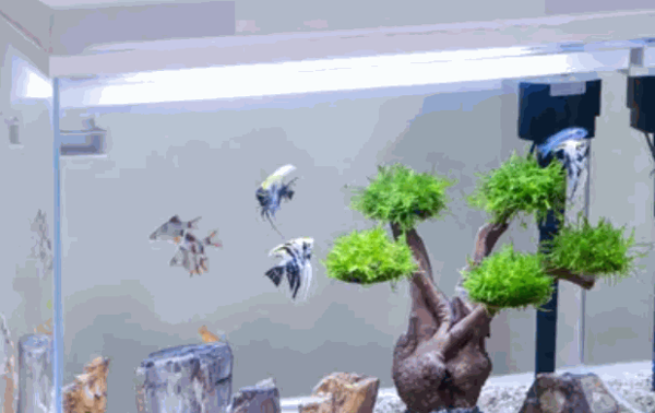 魚之寶魚缸費多少錢?如何?